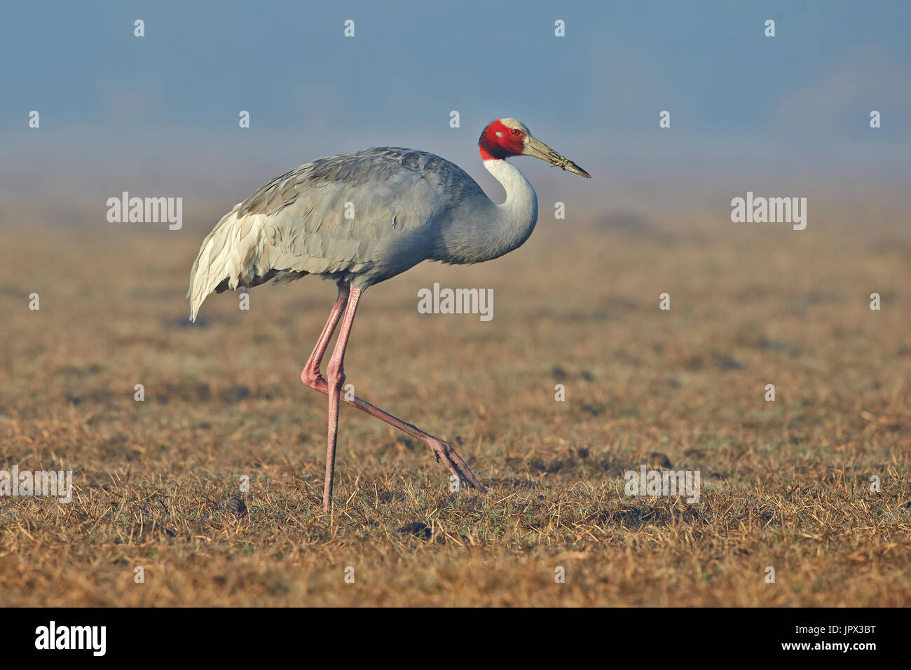 Sarus Crane walking Keoladeo India Stock Photo Alamy