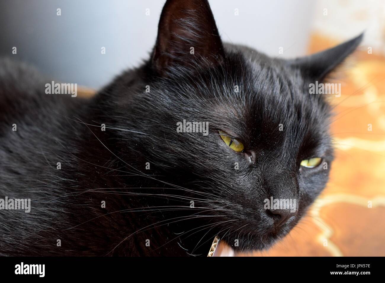 A tired, black domestic short-haired cat resting indoors Stock Photo