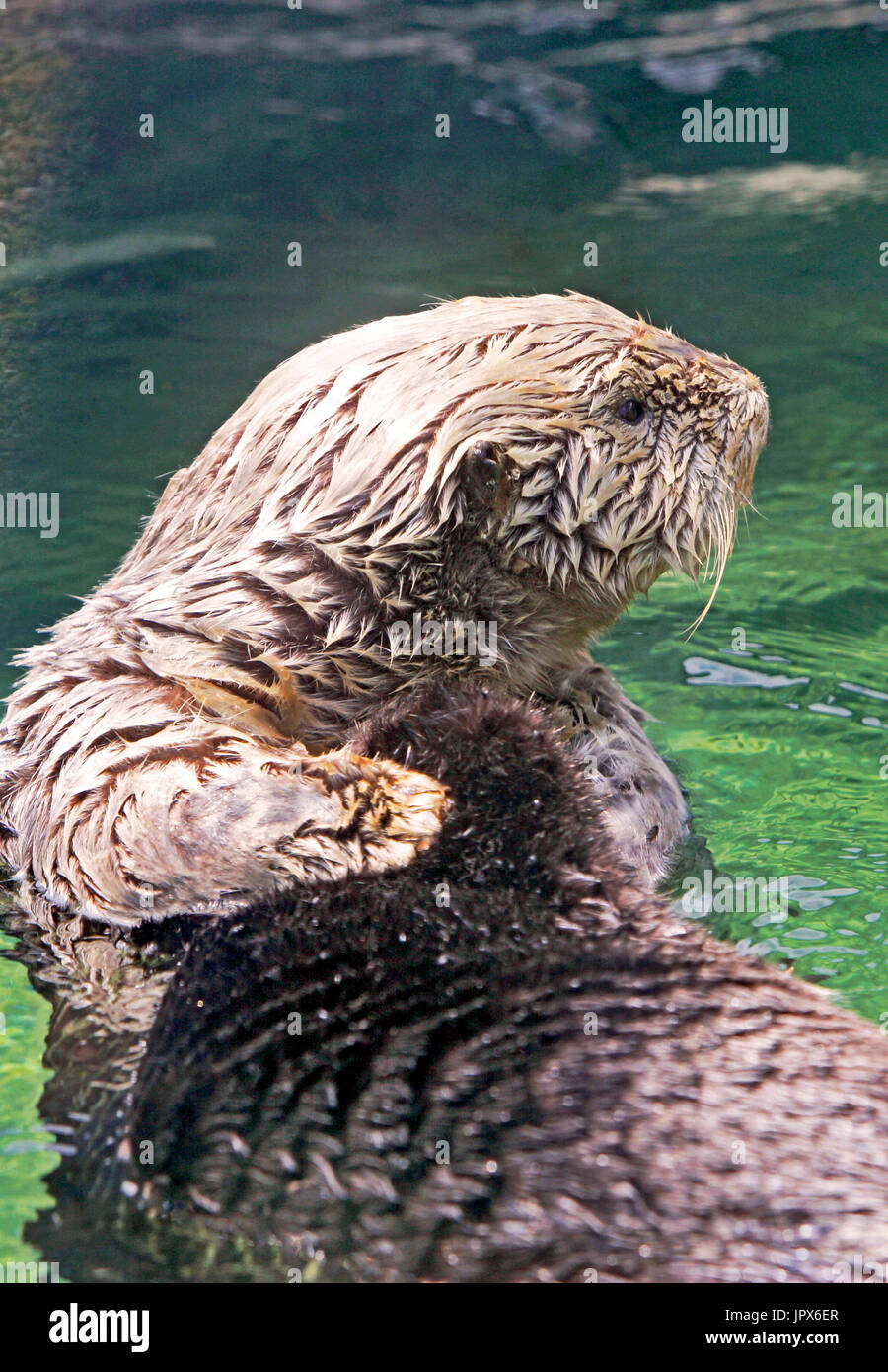 Sea Otter , enhydra lutris, floating on its back, curious Stock Photo