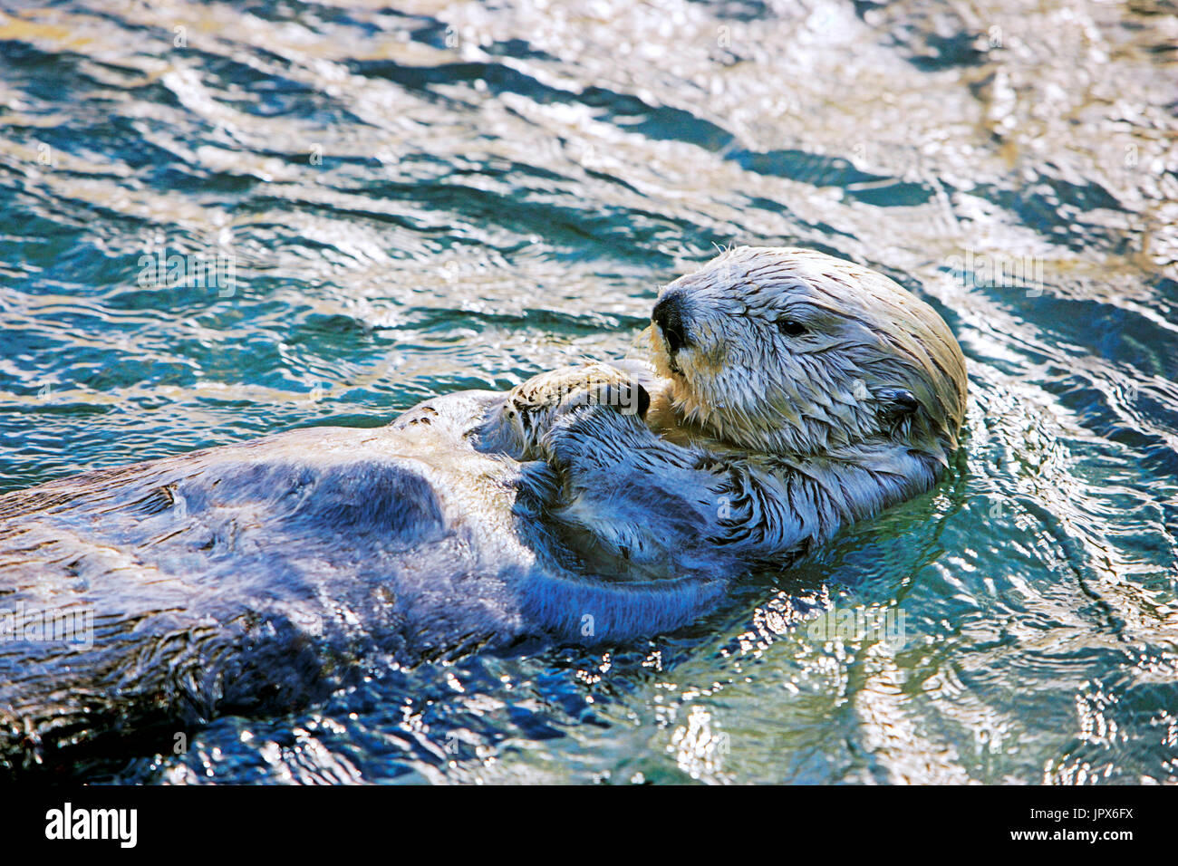 Seaotter floating on its back,evening sunlight Stock Photo