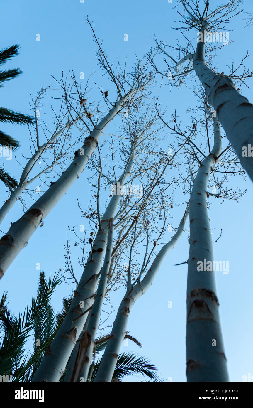 Tree trees mountains horse hi-res stock photography and images - Alamy