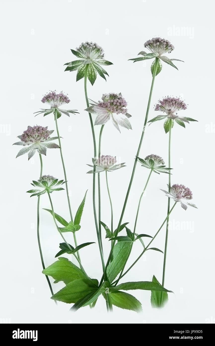 High key image of Astrantia flowers against a white background Stock Photo