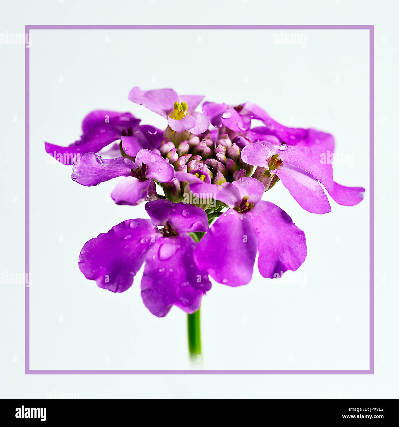 Close-up of lilac candytuft flower Stock Photo