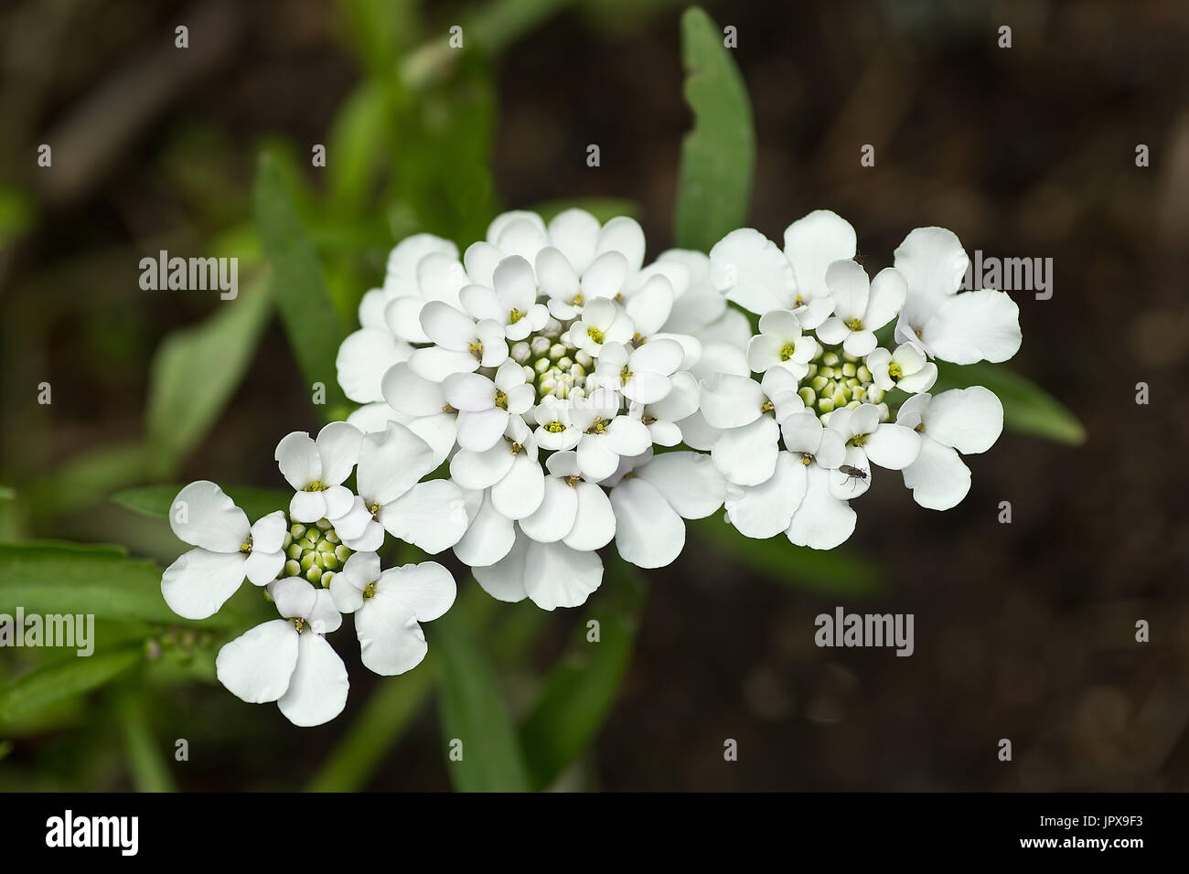 Lilac Candytuft, or Iberis, flowers Stock Photo