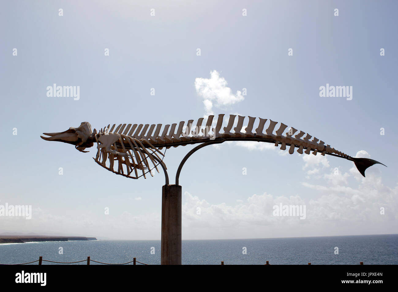 An adult female Cuvier's beaked whale skeleton at El Cotillo, Fuerteventura, Canary Islands, Spain Stock Photo