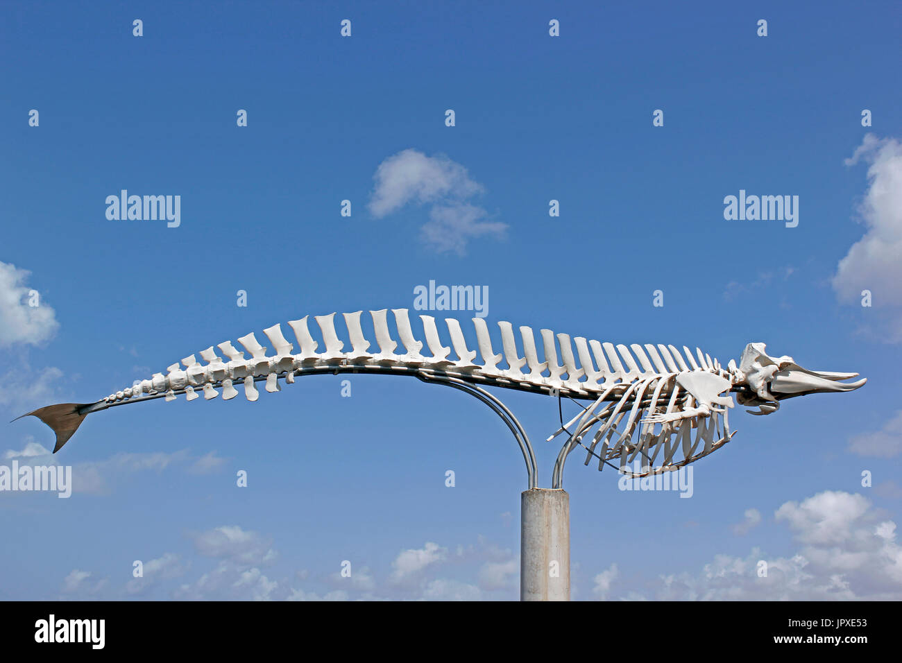 An adult female Cuvier's beaked whale skeleton at El Cotillo, Fuerteventura, Canary Islands, Spain Stock Photo