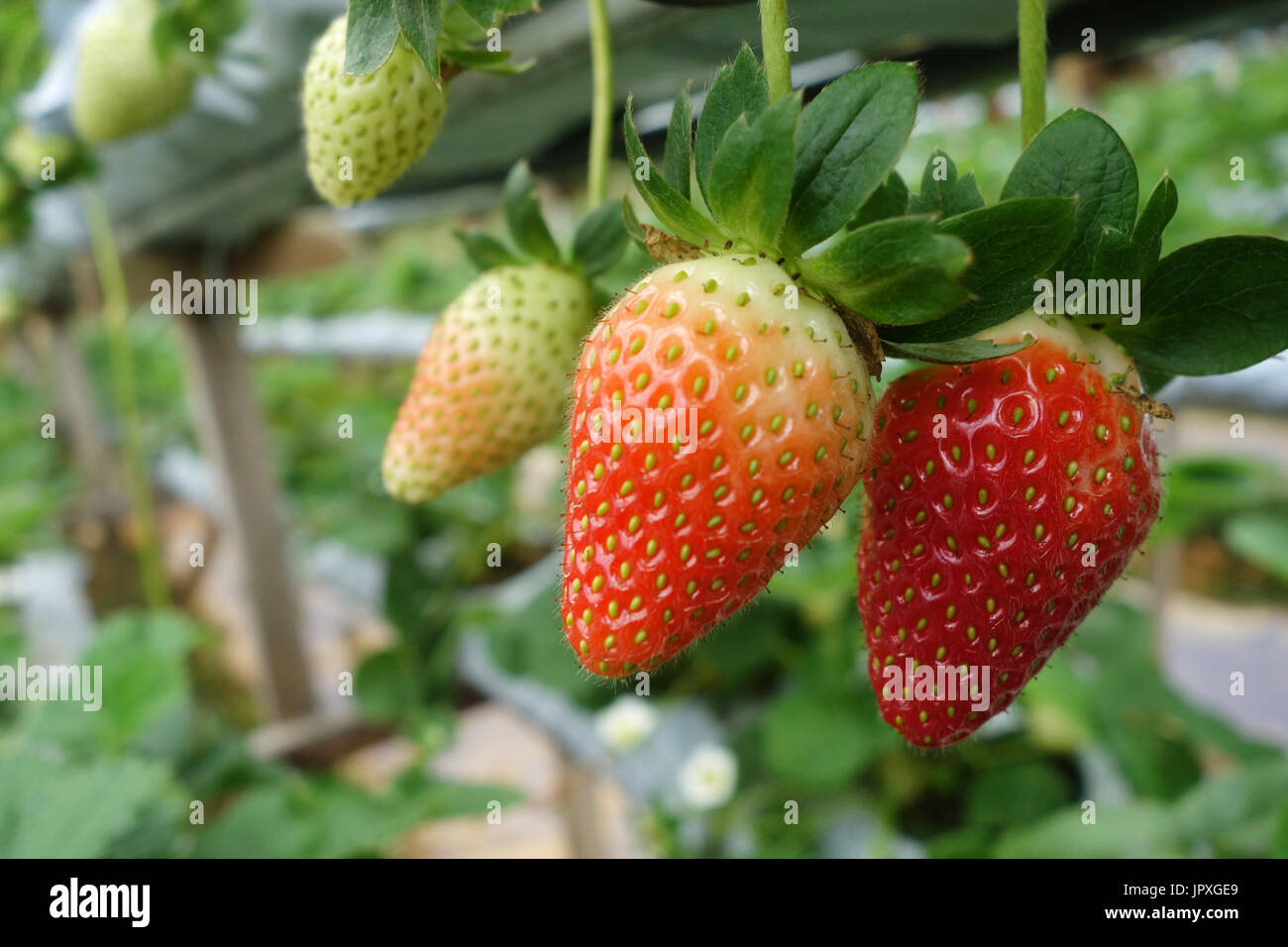 Cameron highlands malaysia strawberries plant hi-res stock photography ...
