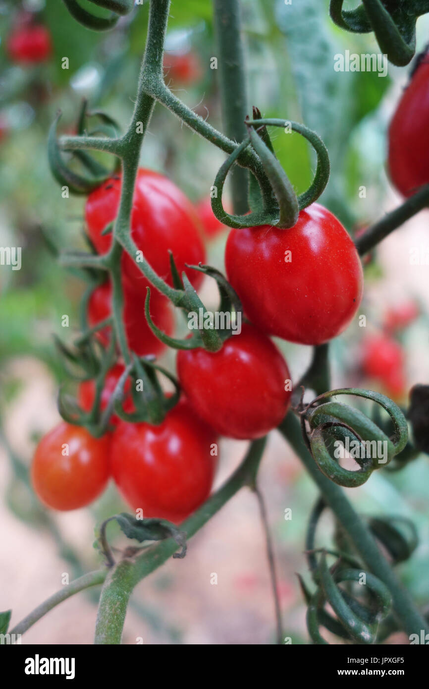 Cherry tomatoes grow in the garden. Close up Stock Photo - Alamy