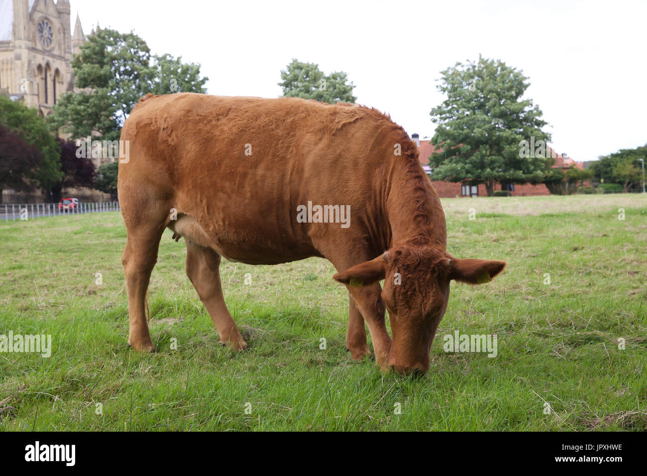 Jersey Cow outside Beverley Minster in East Riding Yorkshire Stock Photo