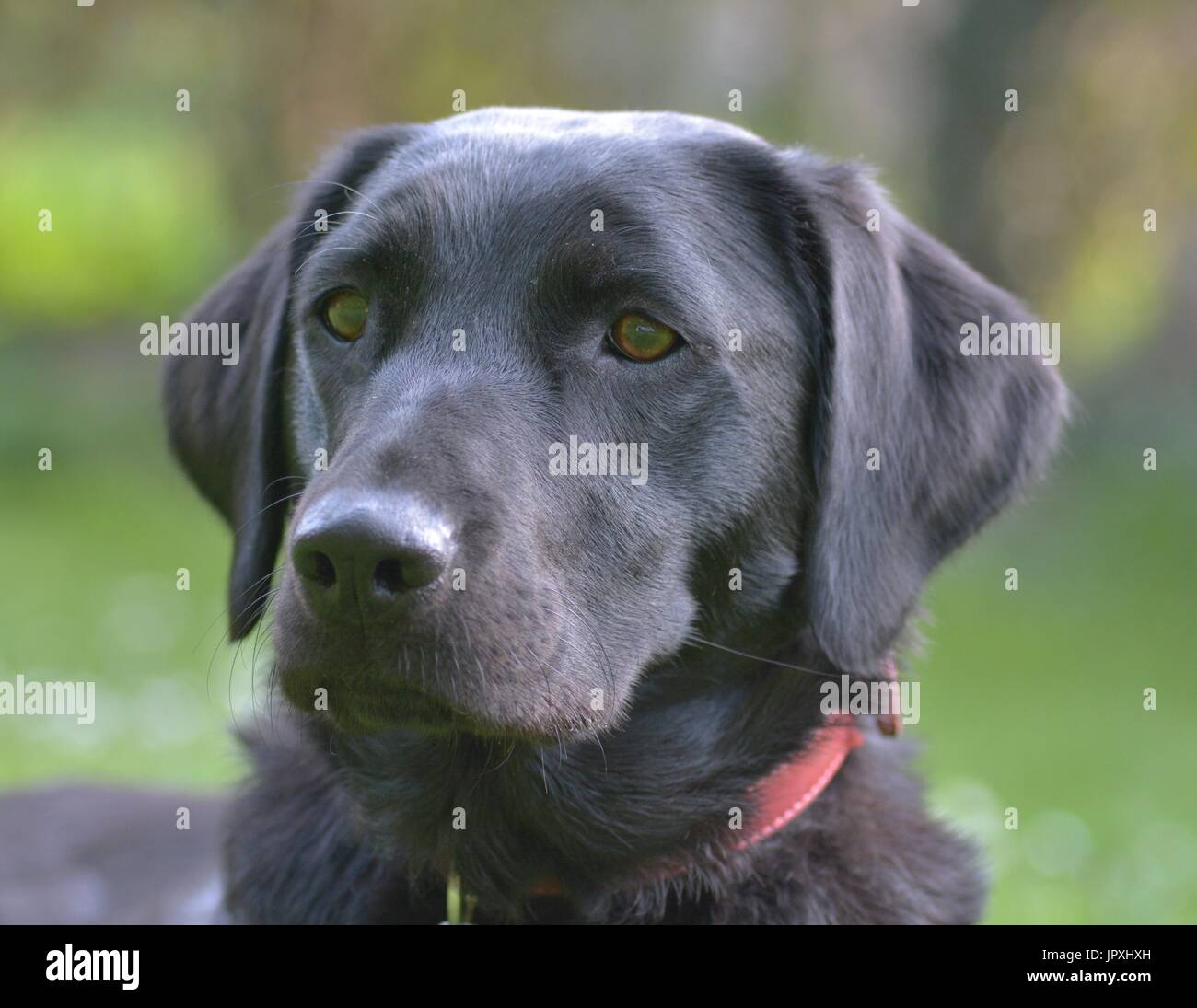 Black labrador looking proud Stock Photo