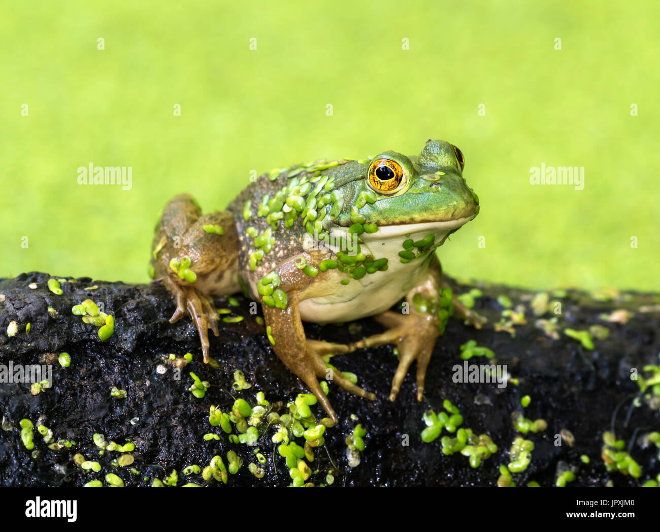 The largest of all North American frogs, American bullfrog (Lithobates