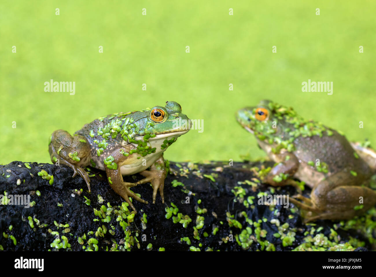 Two American bullfrogs (Lithobates catesbeianus) at Ledges State Park
