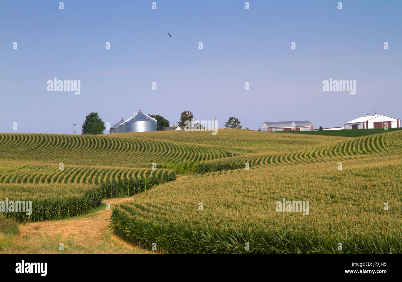 Corn field in Iowa with blue sky and farm buildings on background Stock
