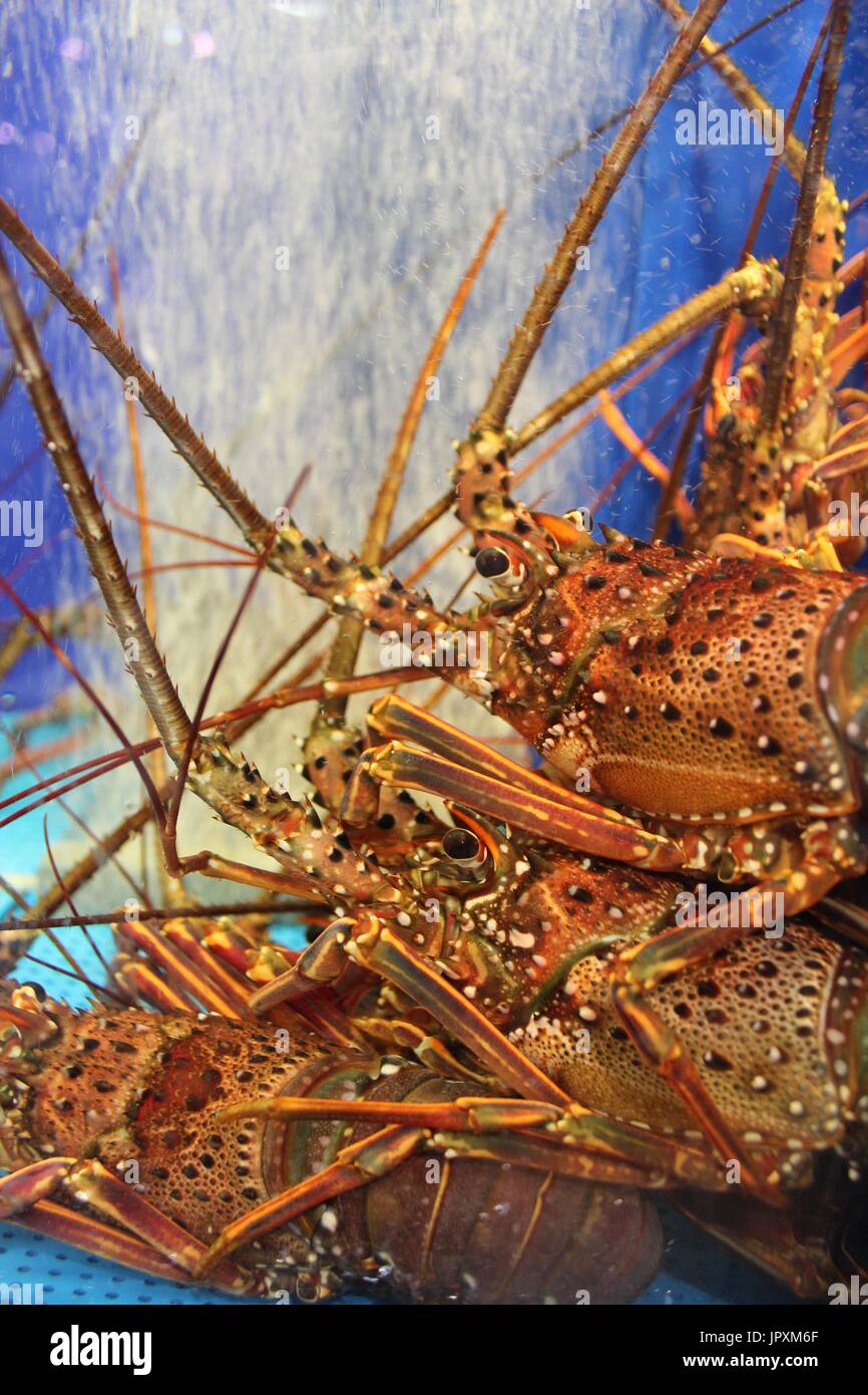 Pile of lobsters Stock Photo Alamy