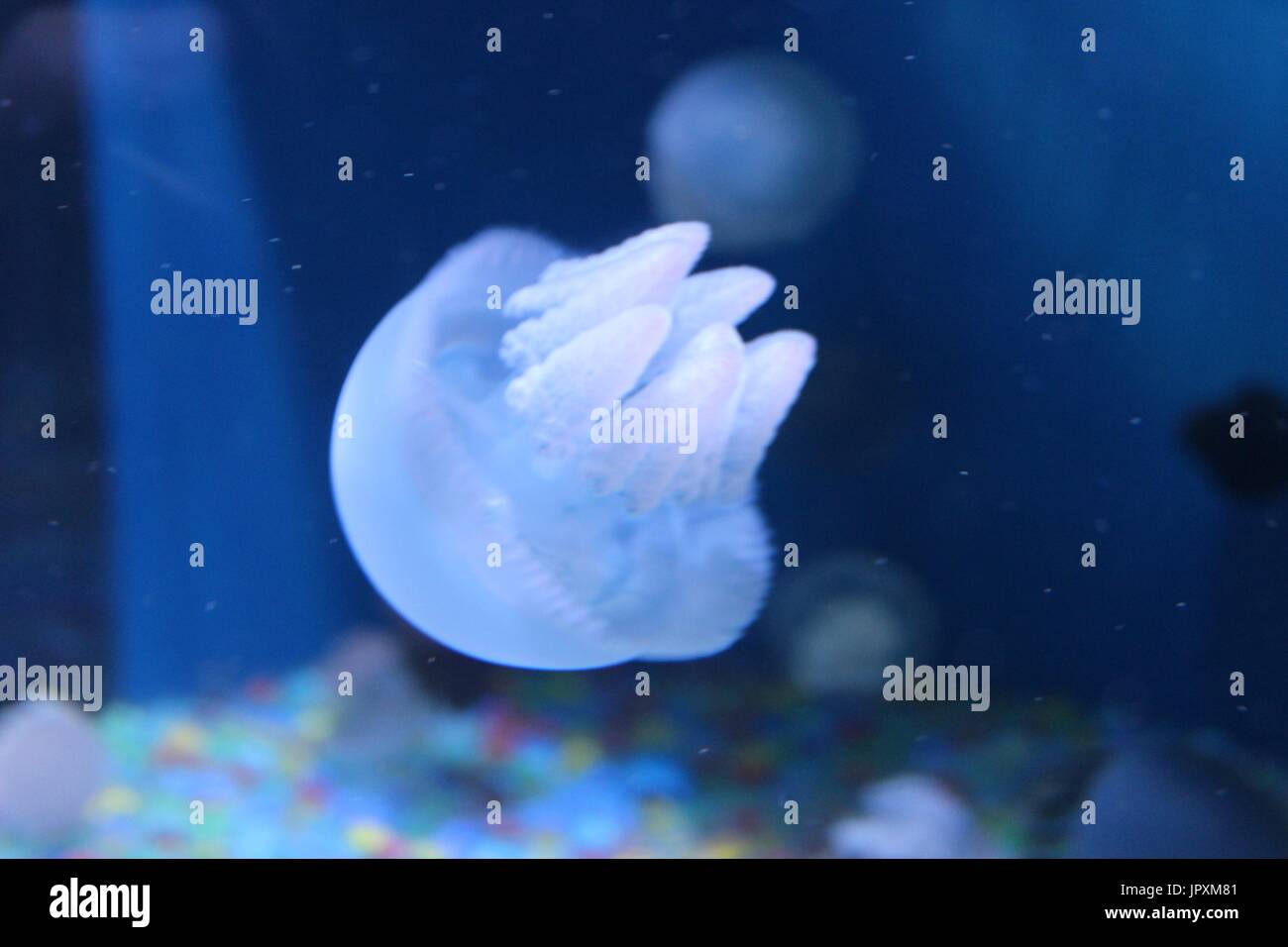 a small jelly fish (Catostylus tagi) floating away Stock Photo