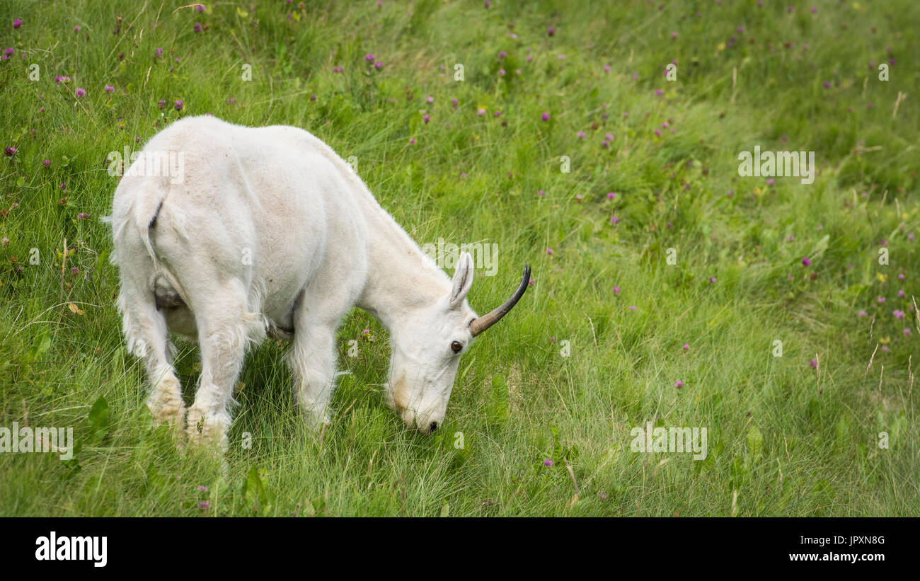 Mountain Goat (Oreamnos americanus) in a mountain meadow, Jasper National Park, Alberta, Canada Stock Photo
