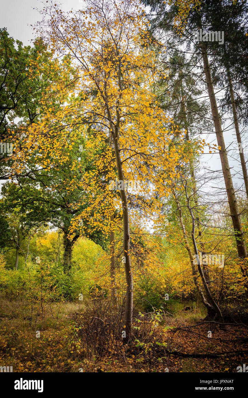 Autumnal views and the changing leaf colours from deep inside Bourne Woods in South Lincolnshire, UK Stock Photo
