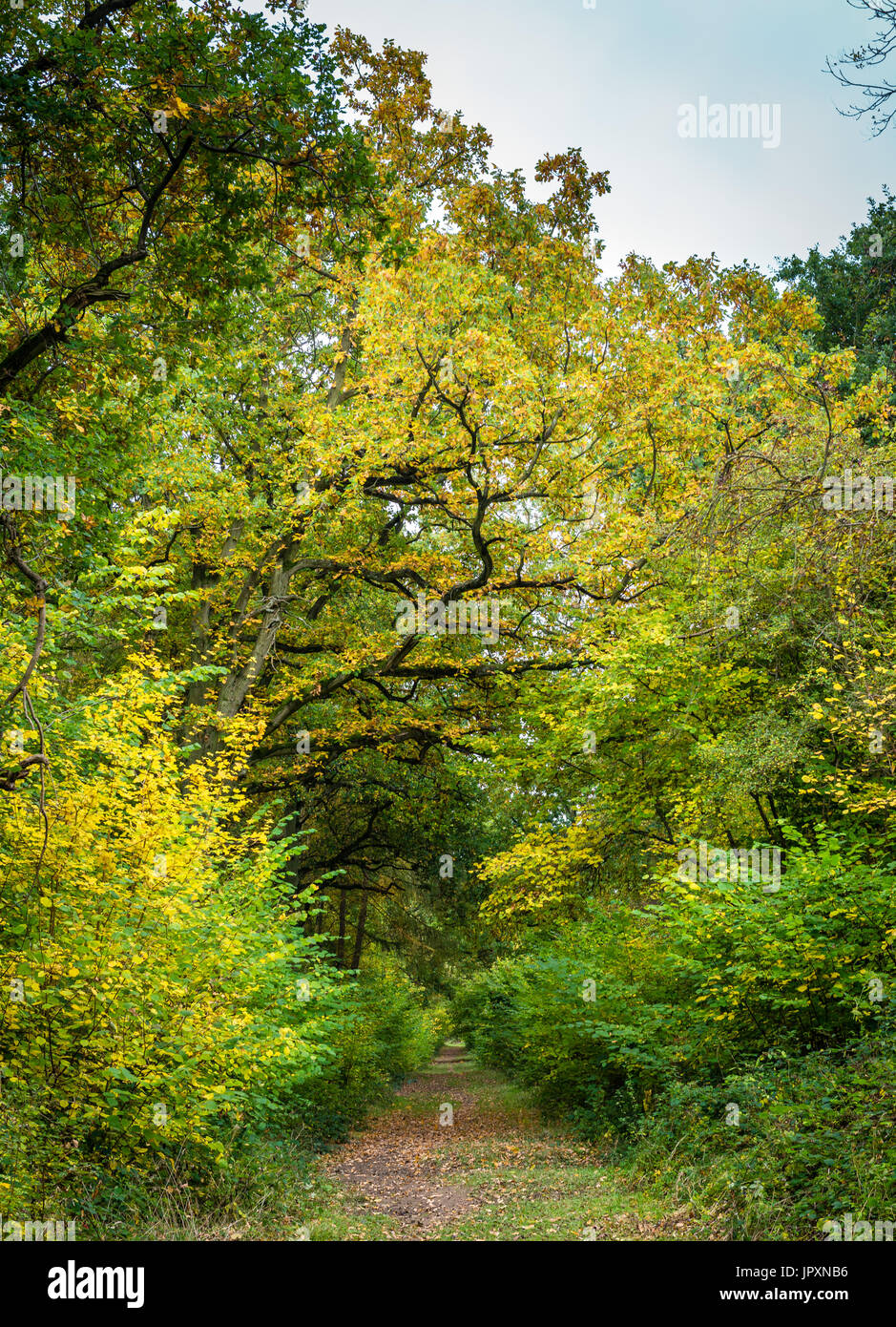 Autumnal views and the changing leaf colours from deep inside Bourne Woods in South Lincolnshire, UK Stock Photo