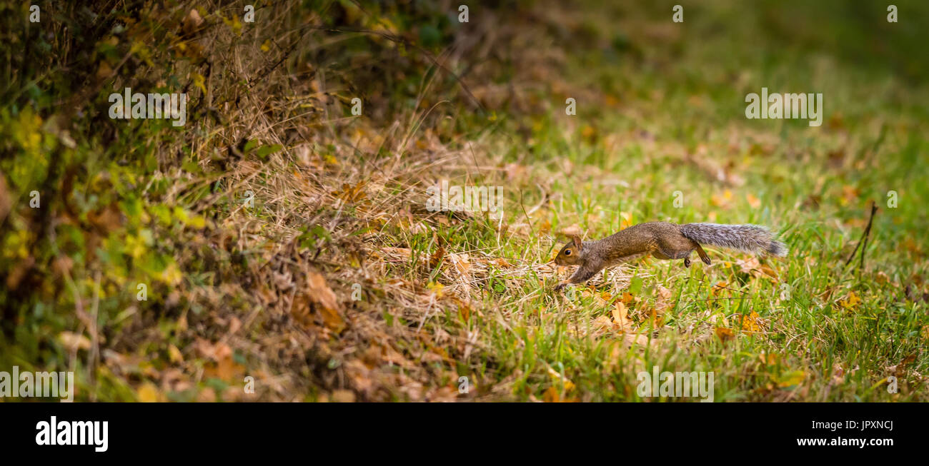 A Grey Squirrel runs across the grass as it heads for the safety of a woodland hedgerow. Taken in Bourne Woods, Lincolnshire, UK Stock Photo