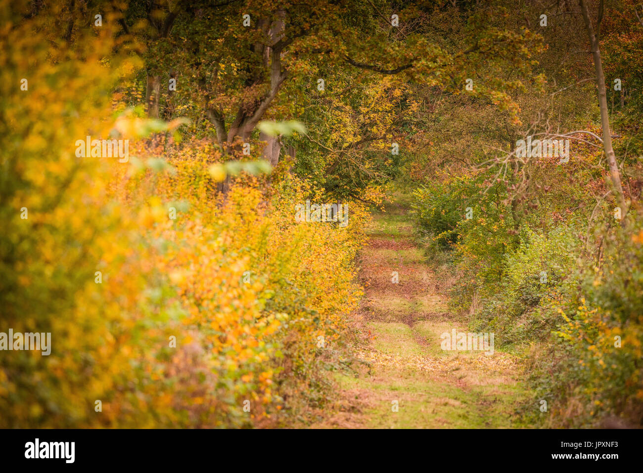 Autumn colours shining bright in Bourne Woods , Lincolnshire, on a warm sunny November day. Stock Photo