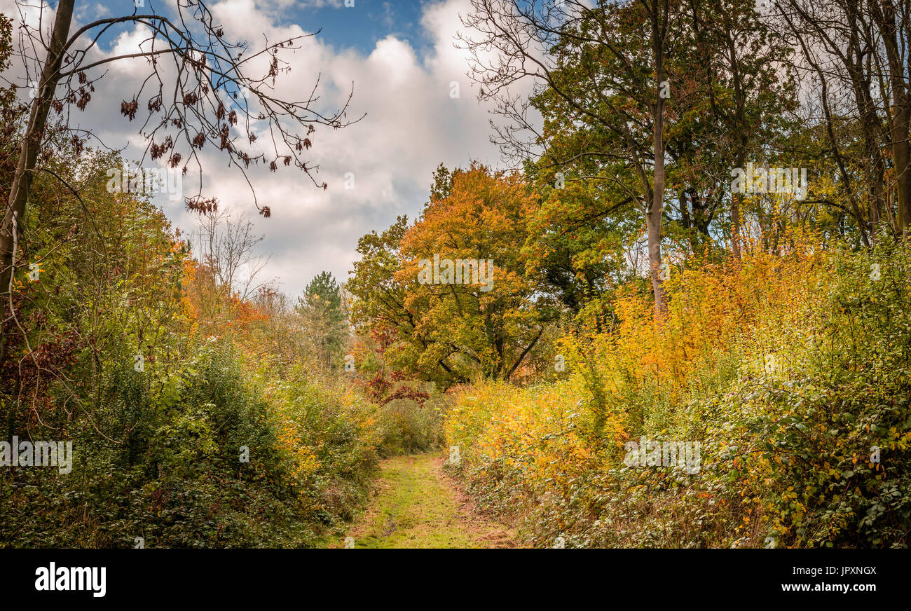 Autumn colours shining bright in Bourne Woods , Lincolnshire, on a warm sunny November day. Stock Photo