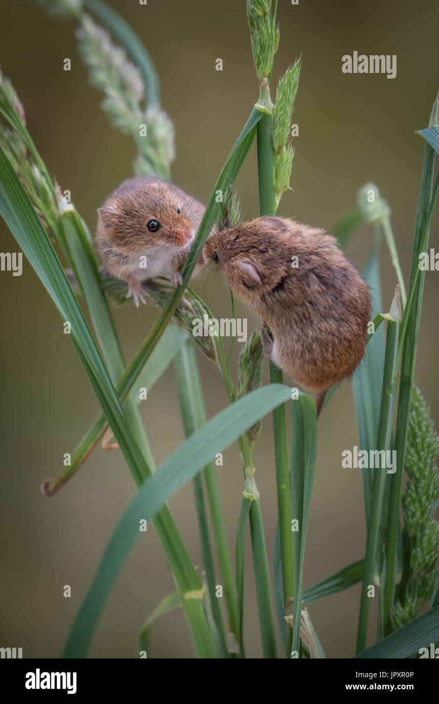 two harvest mice climbing and playing up strands of grass and looking