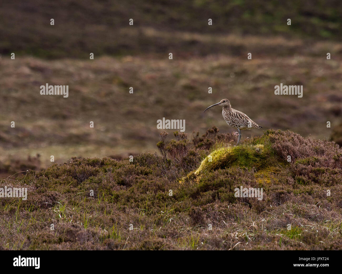 Curlew at RSPB Cottascarth Orkney Islands Stock Photo