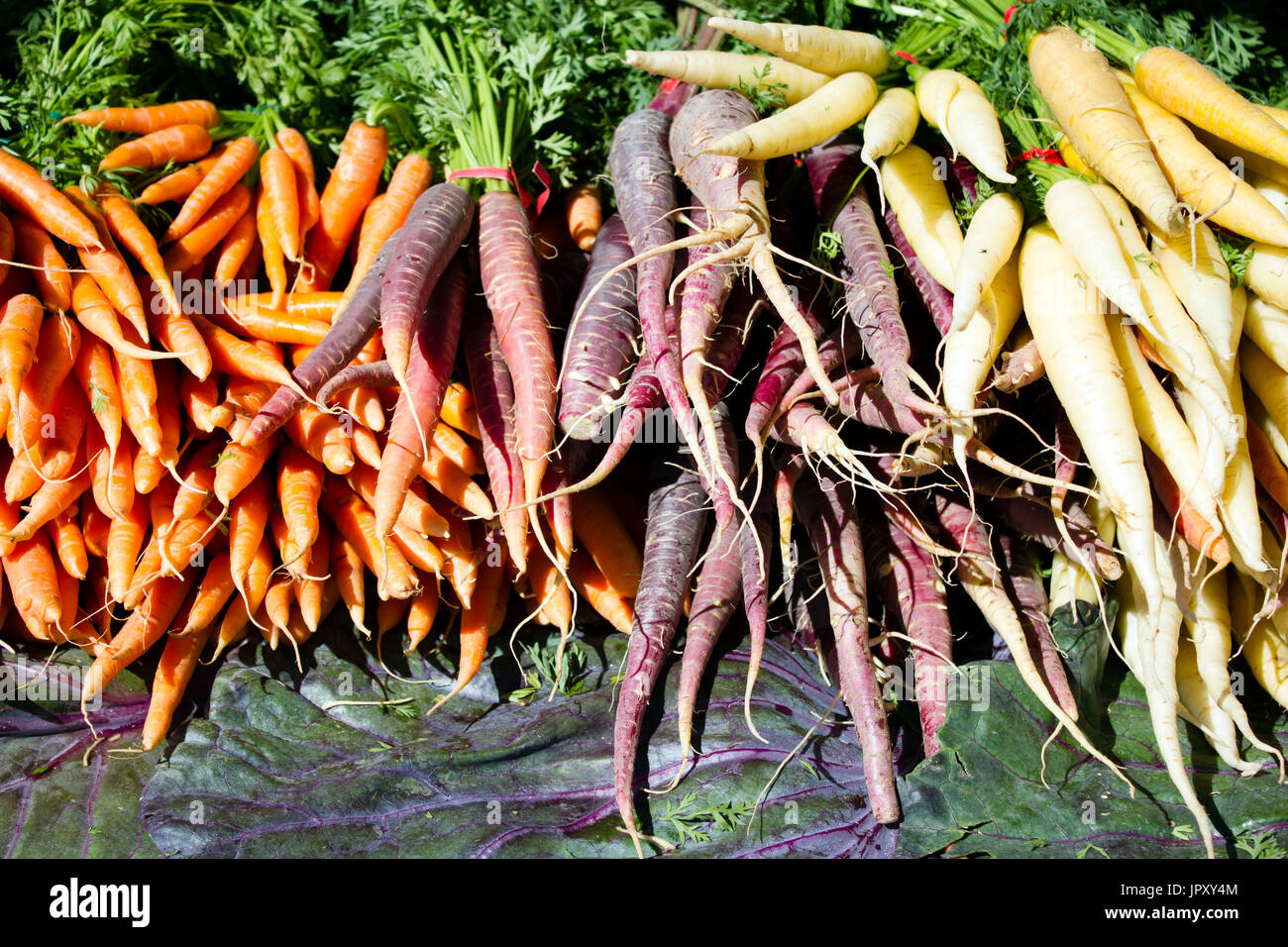Fresh ripe organic vegetables at a local farmer's market in Penticton, British Columbia, Canada. Stock Photo