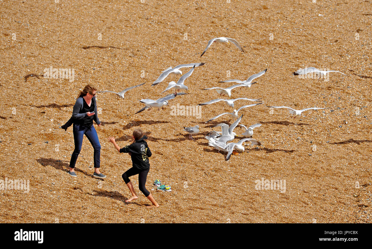 Brighton, UK. 3rd Aug, 2017. Seagulls make a nuisance of themselves on Brighton beach as the unsettled summer weather continues on the south coast but it is forecast to improve over the next few days Credit: Simon Dack/Alamy Live News Stock Photo