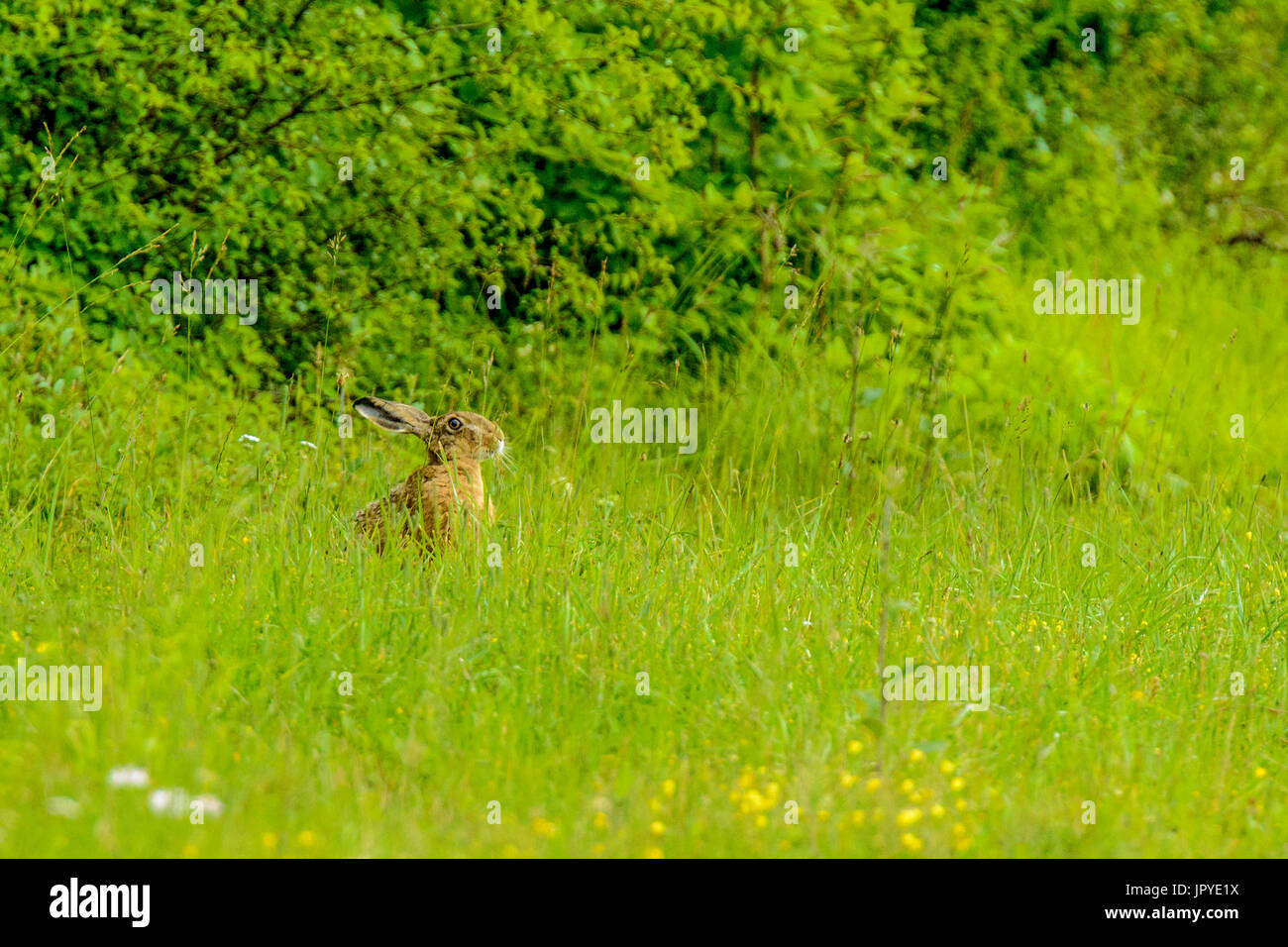 Brown Hare in the grass in summer - France Stock Photo