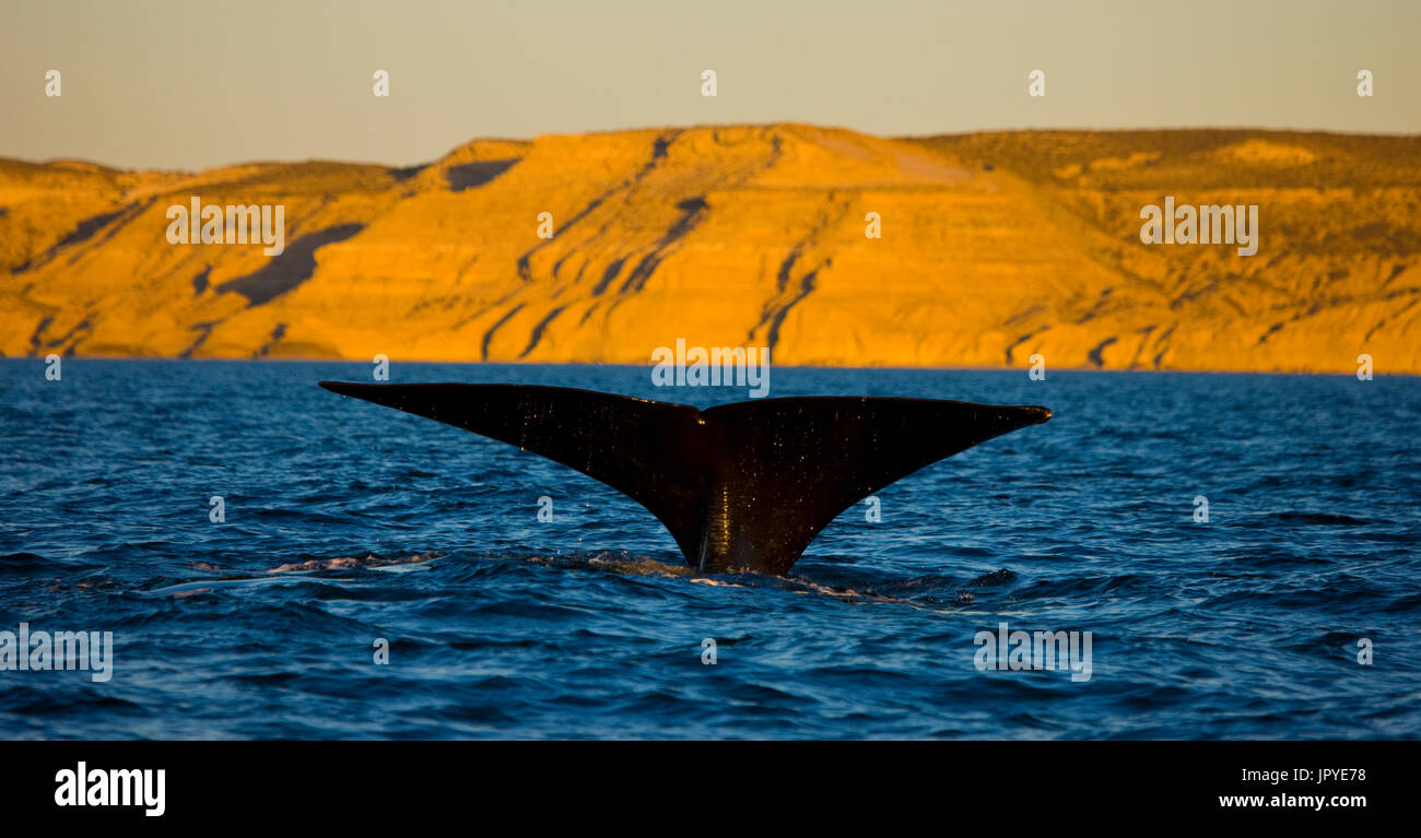 Southern Right Whale tail on the surface - Argentina Stock Photo - Alamy
