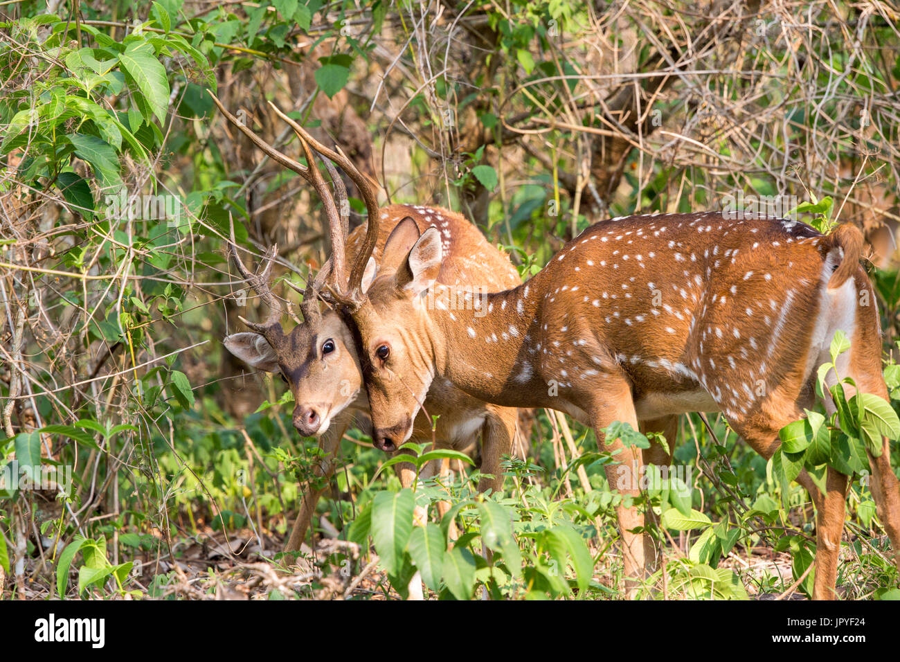 Morphology zoology hires stock photography and images Alamy
