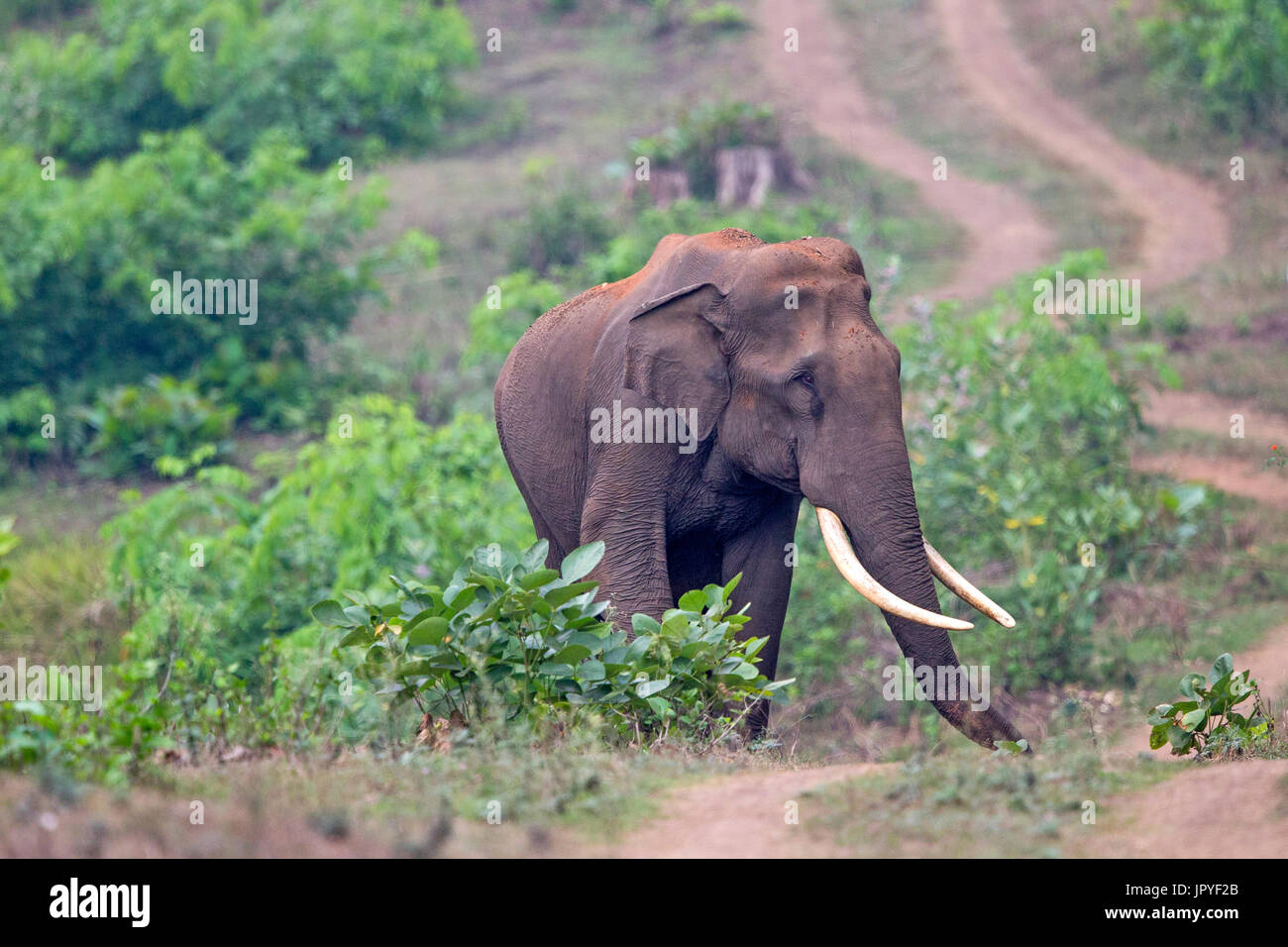 Asian Elephant on the edge of a track Nagarhole India Stock Photo Alamy