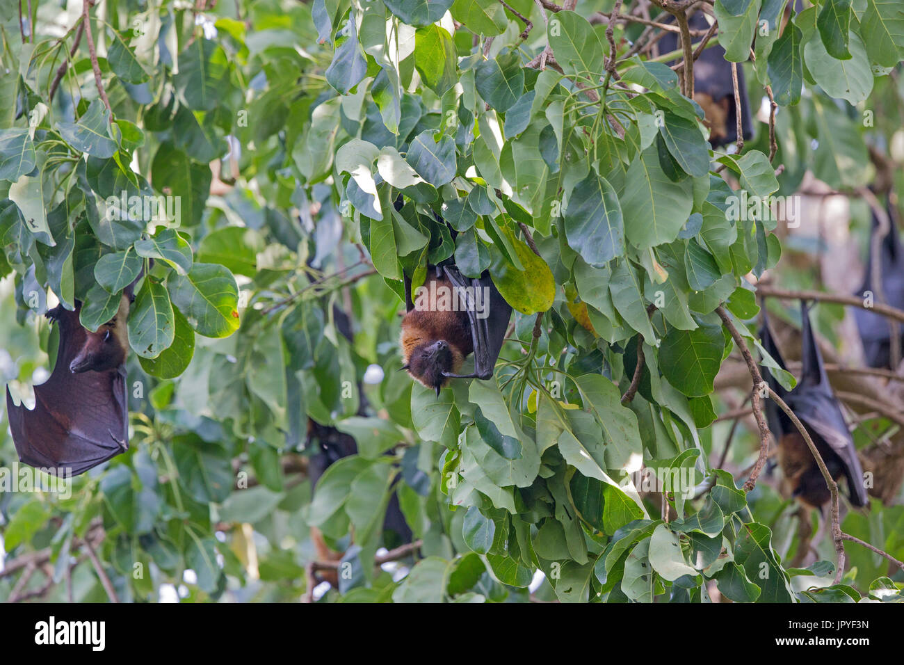Indian Flying Foxes in a tree - Nagarhole India Stock Photo - Alamy