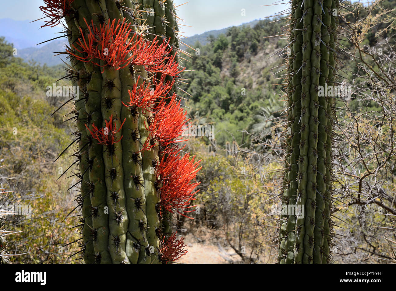 Tristeryx holoparasite of Cactus - La Campana Chile Stock Photo