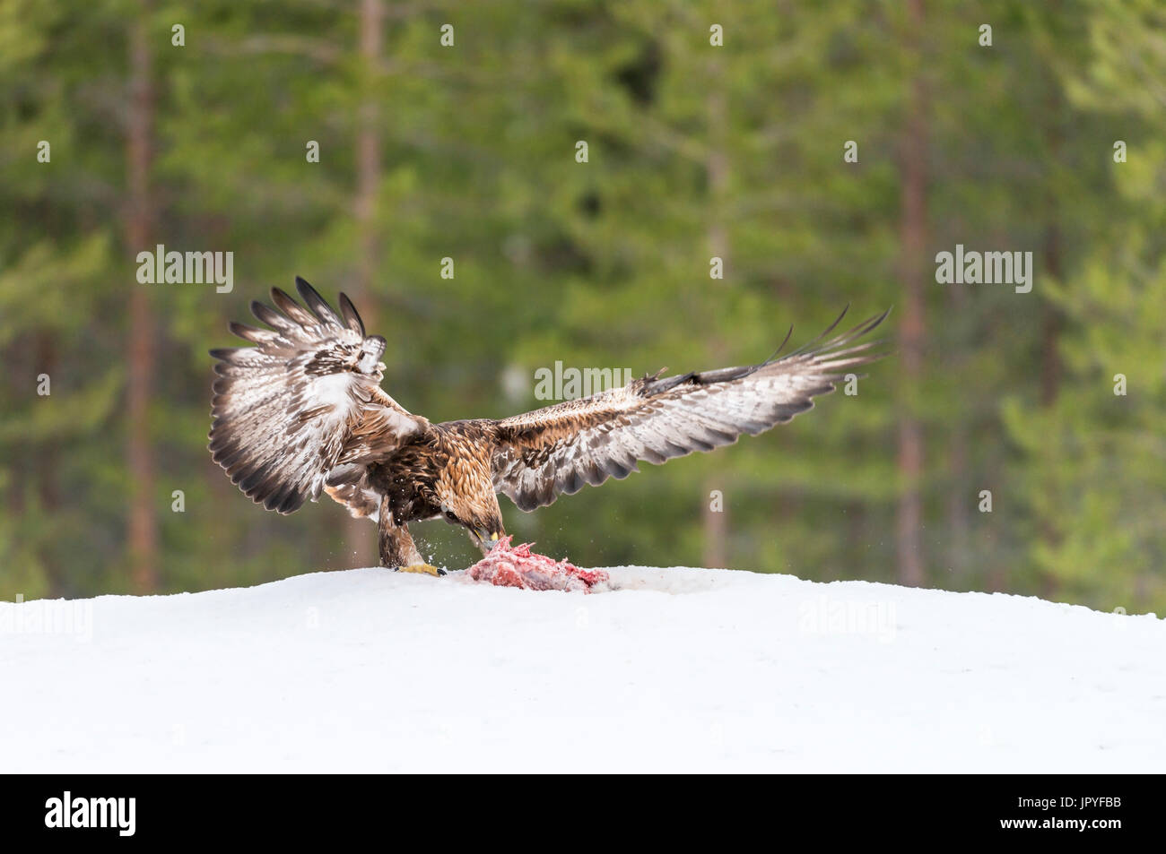 Golden Eagle Eating In Snow Finland Stock Photo 151810159
