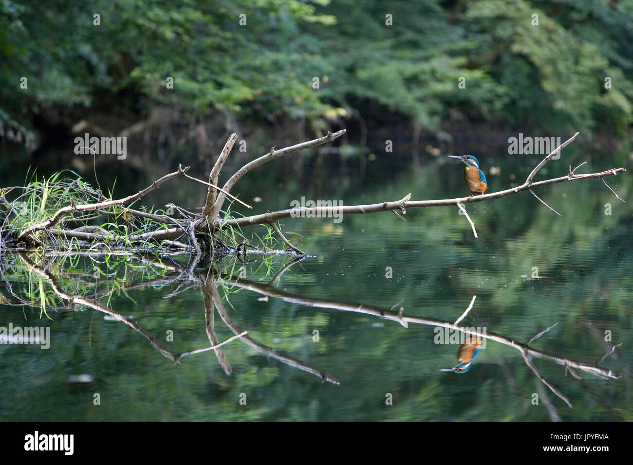 Common Kingfisher on a branch above water France Stock Photo Alamy