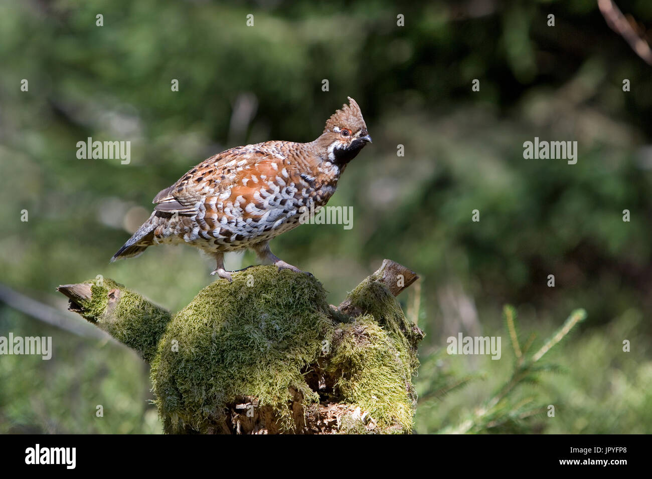 Hazel grouse male on a stump - Vosges France Stock Photo