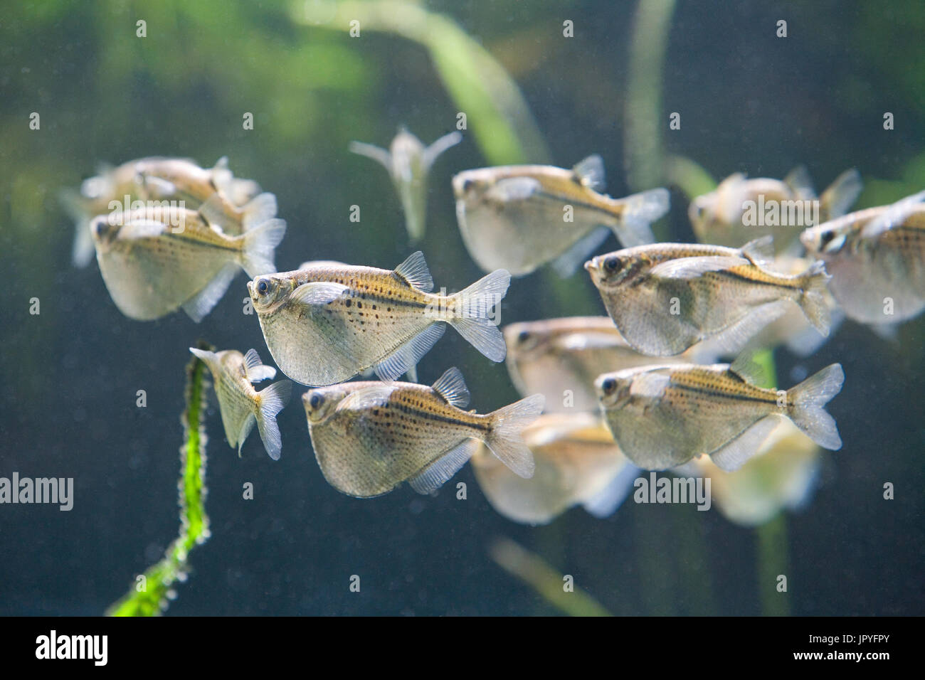 Zoo basel hi-res stock photography and images - Alamy