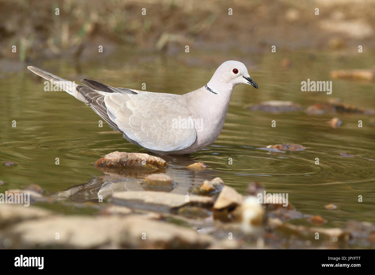 Bathing collared dove hires stock photography and images Alamy