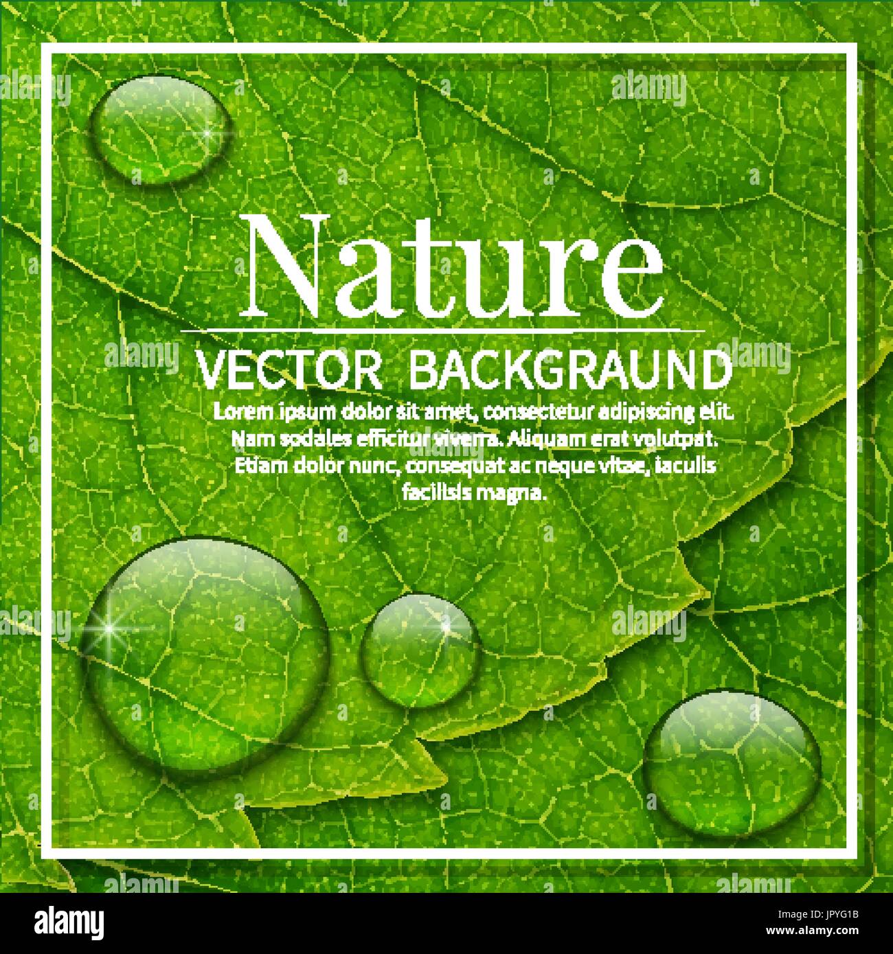 Vector water drops on green leaf macro background. Cover or banner ...