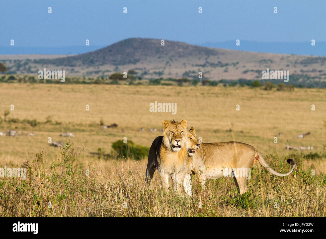 Male Lions in the savanna - Masai Mara Kenya Stock Photo - Alamy