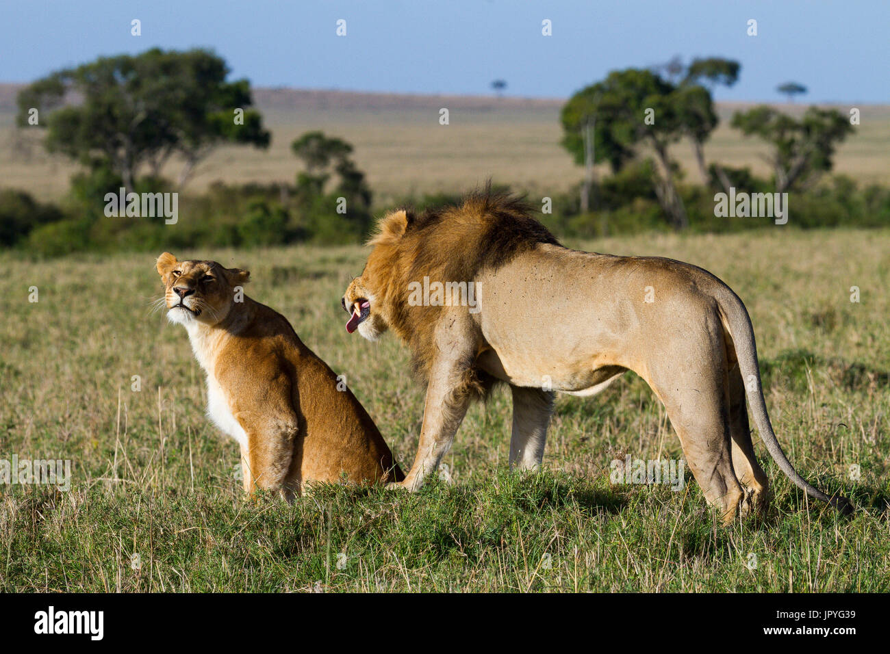 Lions couple before mating - Masai Mara Kenya Stock Photo - Alamy