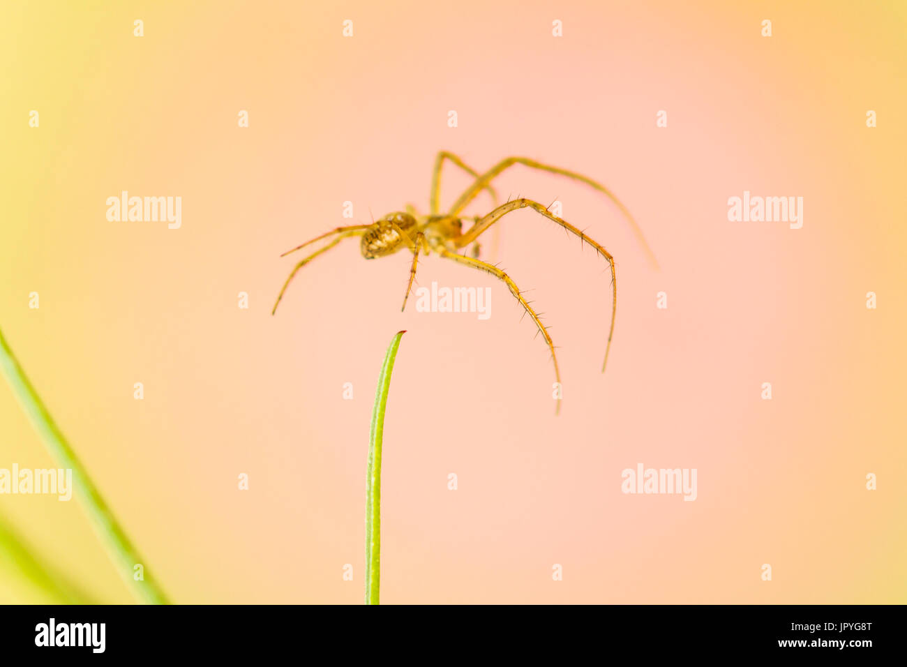 Spider suspended - Alsace France Stock Photo