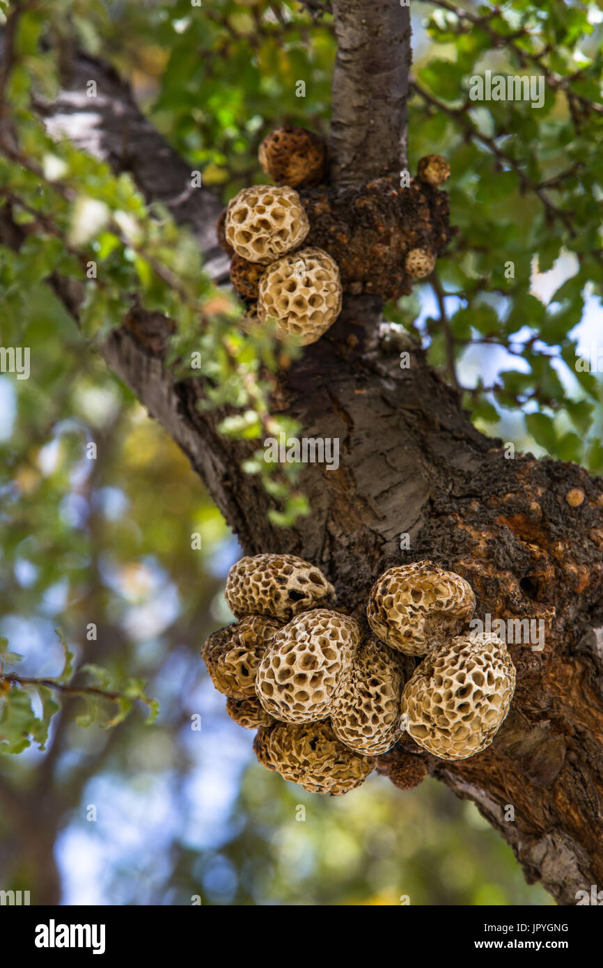 Parasitic fungi of Lenga - Patagonia Chile Stock Photo