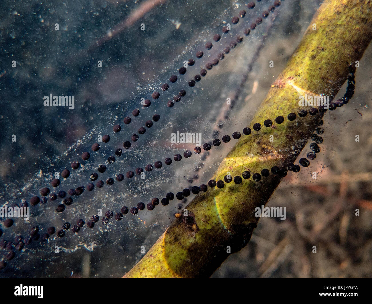 Toad spawn string in underwater pond Stock Photo