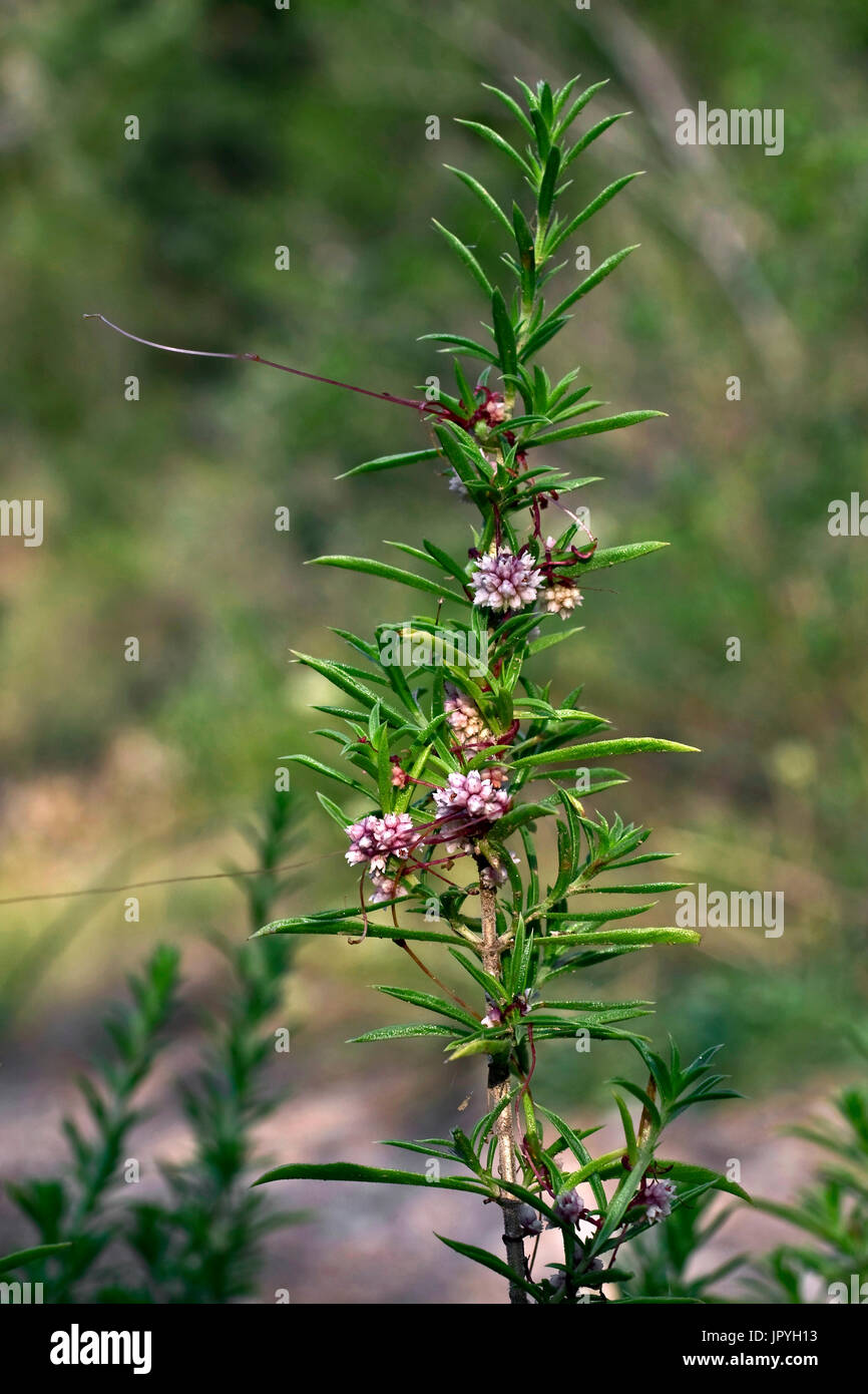 Clover dodder parasiting savory in Catalonia Spain Stock Photo Alamy