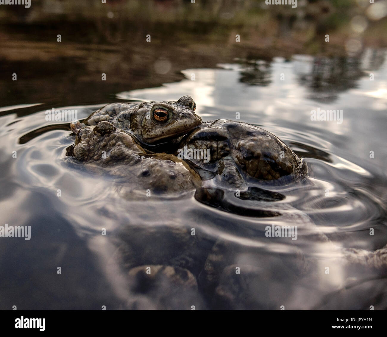 Three toads in a pond on ilkley moor Stock Photo