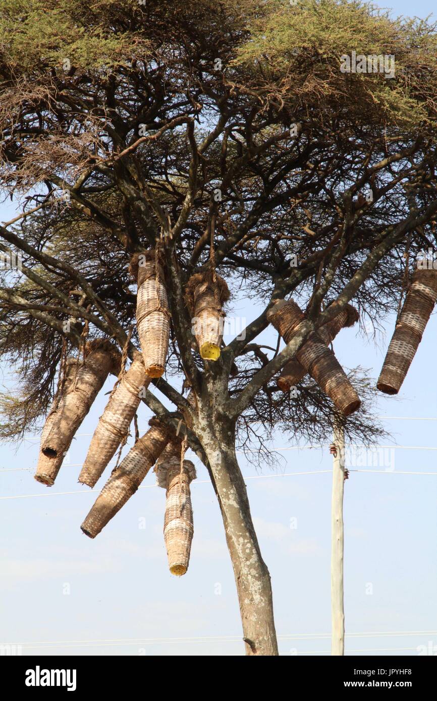 Hives hanging from a tree Ethiopia Stock Photo Alamy