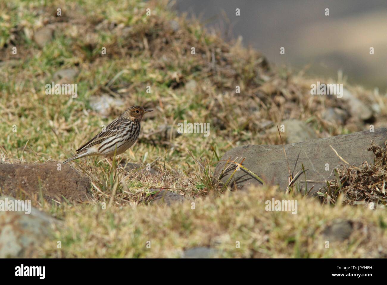 Red-throated Pipit on ground - Ethiopia Stock Photo